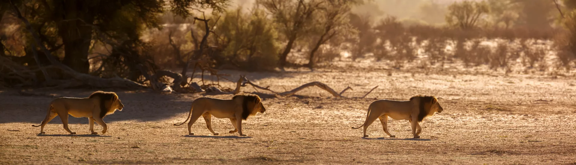 African lion, Botswana