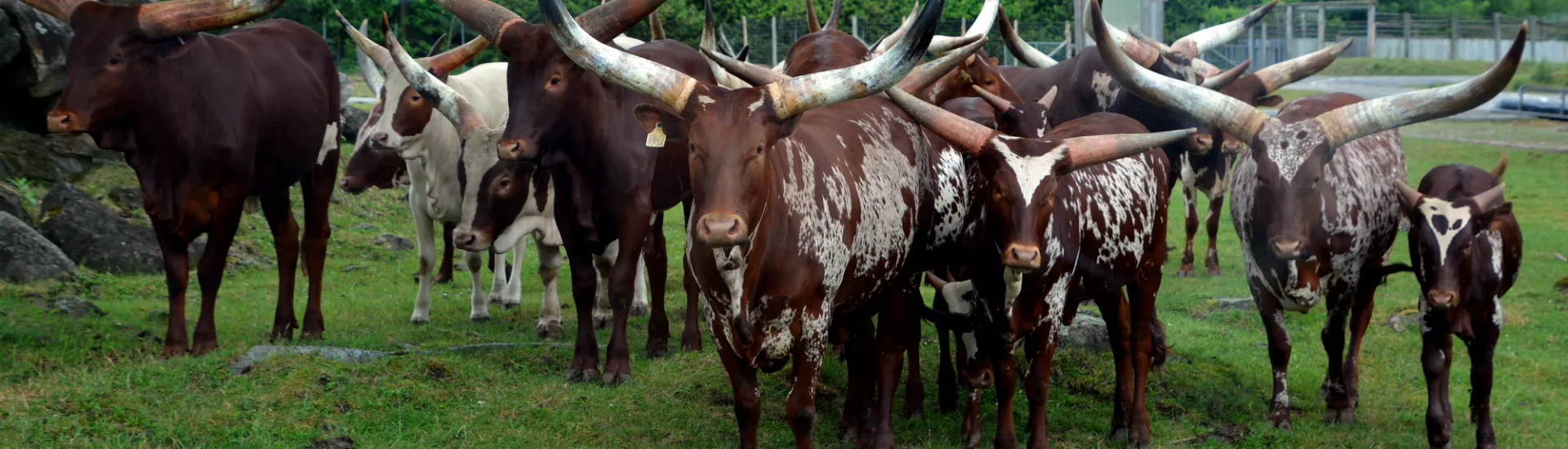 Sanga cattle breeds of central Africa