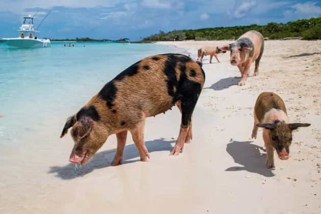 The famous swimming pigs of the Bahamas at 