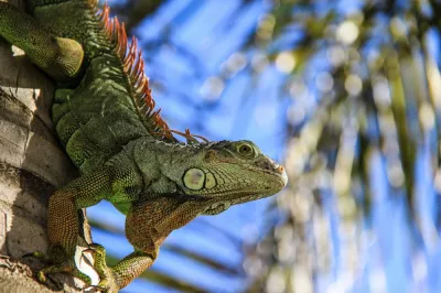 An iguana on a palm tree